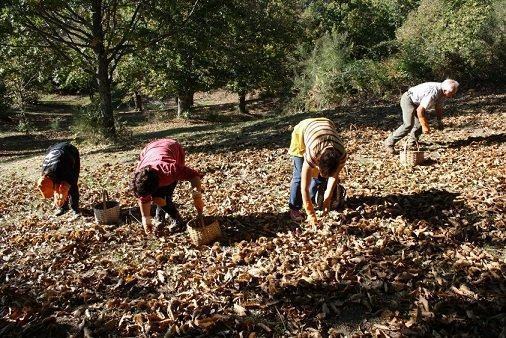 Coldiretti Calabria: arrivate le prime castagne. Raccolto e qualità in aumento dopo gli anni bui del cinipide galligeno