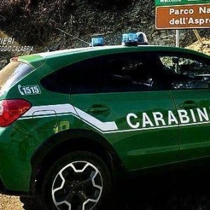 Reggio, blitz in un’azienda di olive: sequestrati oltre 1.600 kg di prodotti