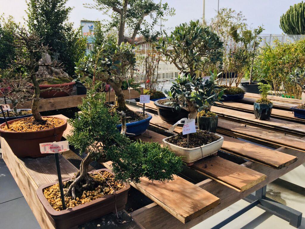 Orchidea Staff Centro Bonsai (11)