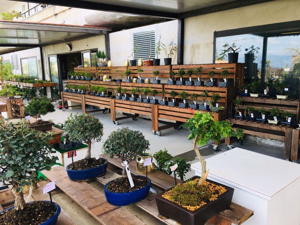 Orchidea Staff Centro Bonsai (13)