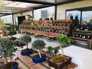 Orchidea Staff Centro Bonsai (13)