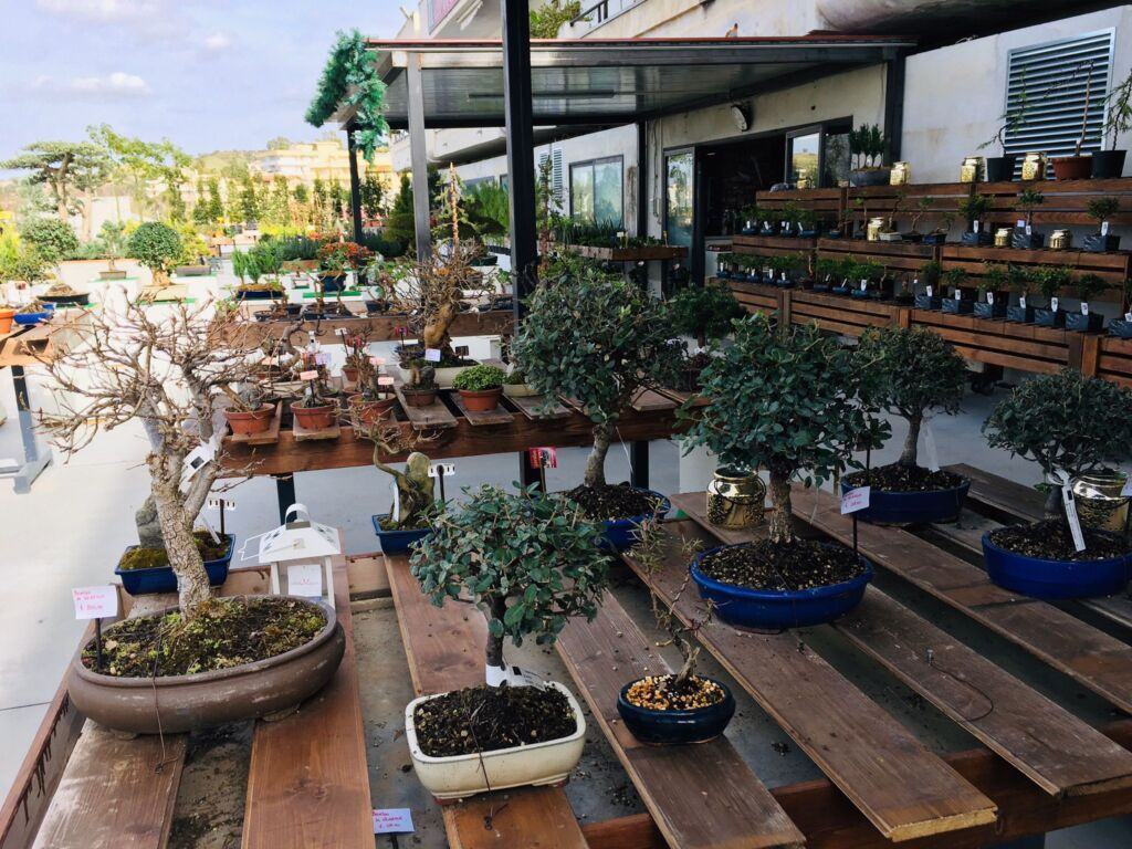 Orchidea Staff Centro Bonsai (14)