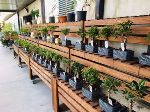 Orchidea Staff Centro Bonsai (15)