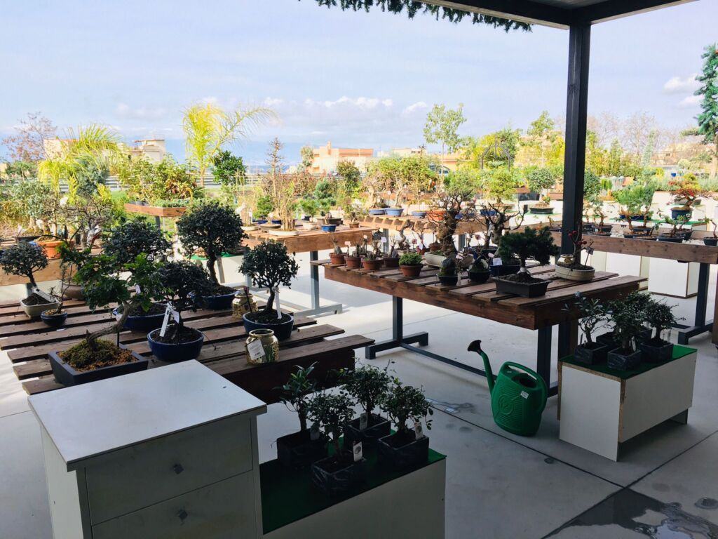 Orchidea Staff Centro Bonsai (16)