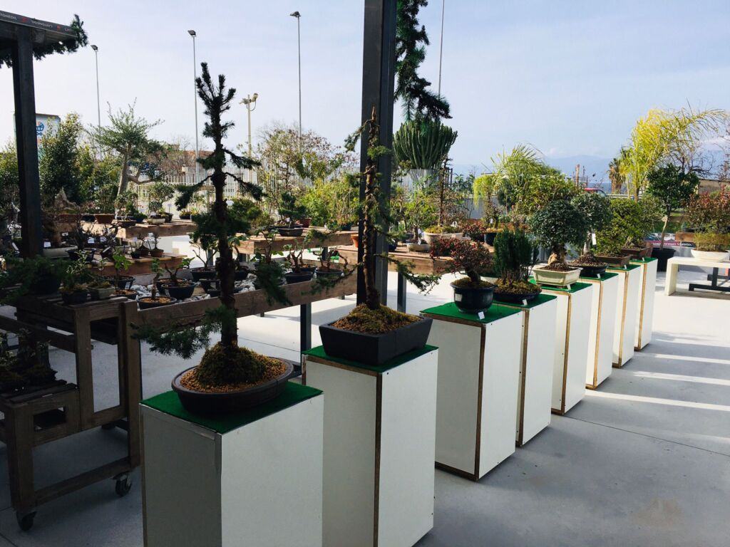 Orchidea Staff Centro Bonsai (17)