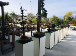 Orchidea Staff Centro Bonsai (17)