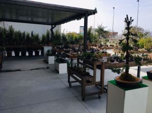 Orchidea Staff Centro Bonsai (18)