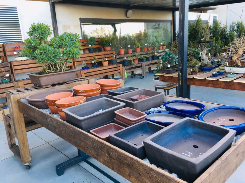 Orchidea Staff Centro Bonsai (19)