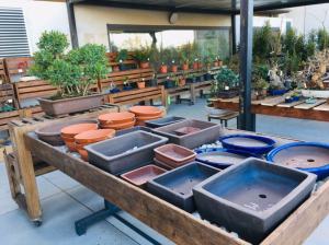 Orchidea Staff Centro Bonsai (19)