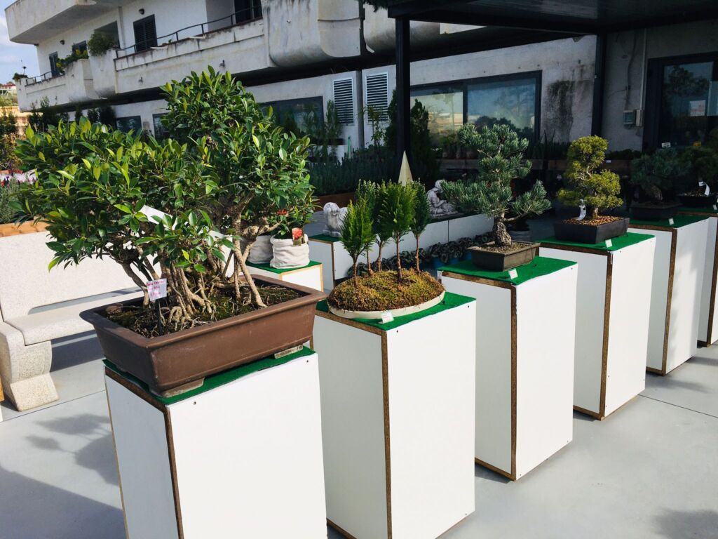 Orchidea Staff Centro Bonsai (2)