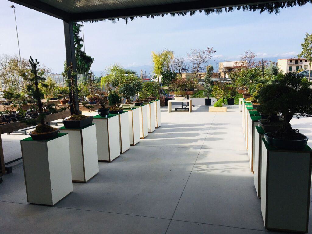 Orchidea Staff Centro Bonsai (20)