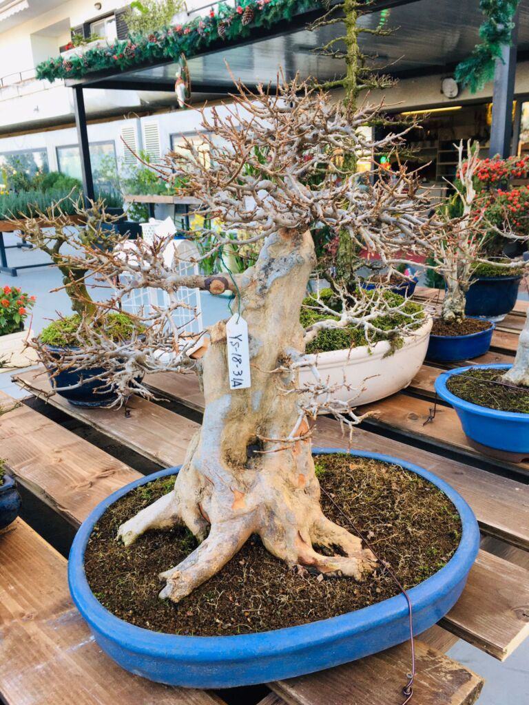 Orchidea Staff Centro Bonsai (21)