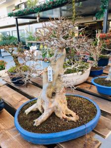 Orchidea Staff Centro Bonsai (21)