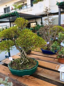 Orchidea Staff Centro Bonsai (22)