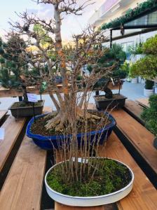 Orchidea Staff Centro Bonsai (23)