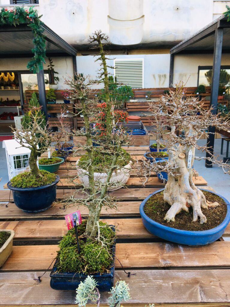 Orchidea Staff Centro Bonsai (24)