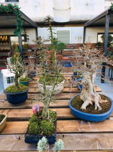 Orchidea Staff Centro Bonsai (24)