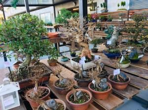 Orchidea Staff Centro Bonsai (25)