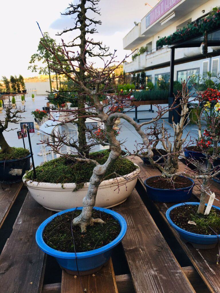 Orchidea Staff Centro Bonsai (26)