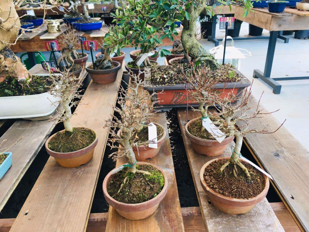 Orchidea Staff Centro Bonsai (27)