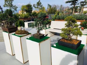 Orchidea Staff Centro Bonsai (3)