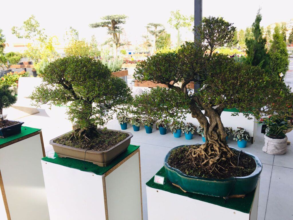 Orchidea Staff Centro Bonsai (4)