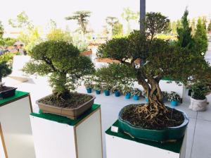 Orchidea Staff Centro Bonsai (4)