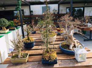 Orchidea Staff Centro Bonsai (5)