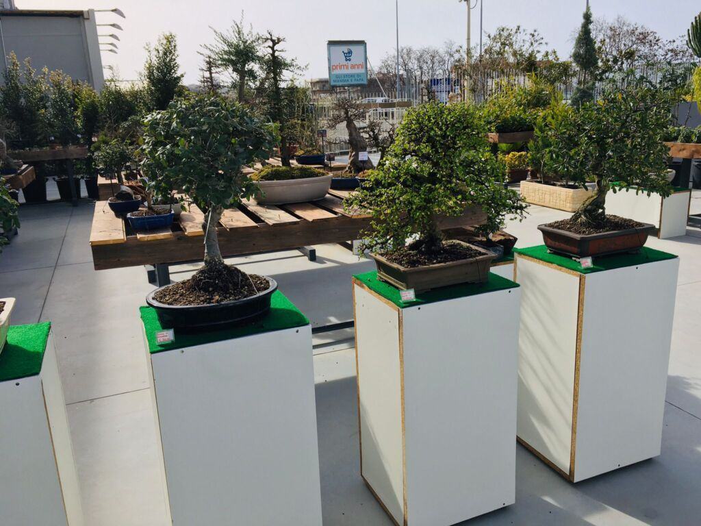 Orchidea Staff Centro Bonsai (6)