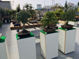 Orchidea Staff Centro Bonsai (6)