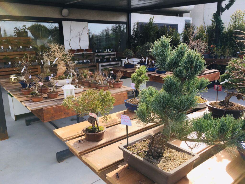 Orchidea Staff Centro Bonsai (7)