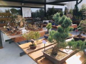 Orchidea Staff Centro Bonsai (7)