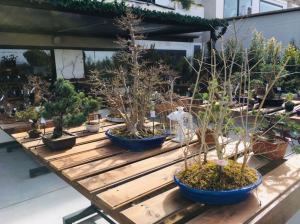 Orchidea Staff Centro Bonsai (8)