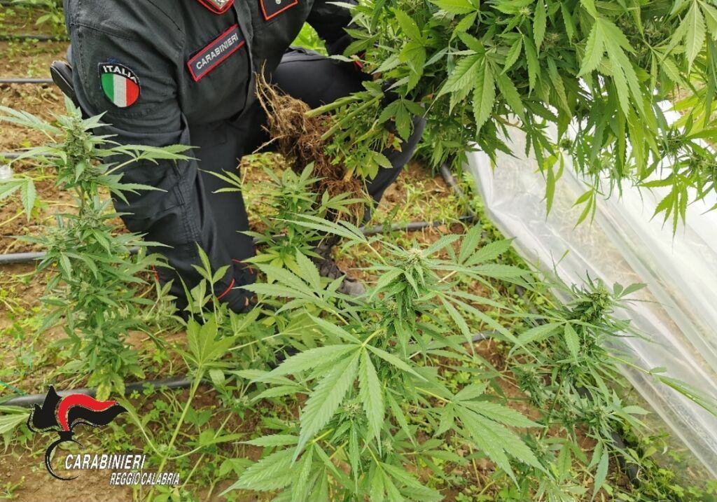 Marijuana Droga Carabinieri