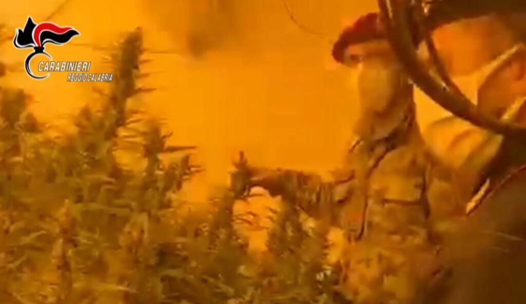 Carabinieri Plati Marijuana