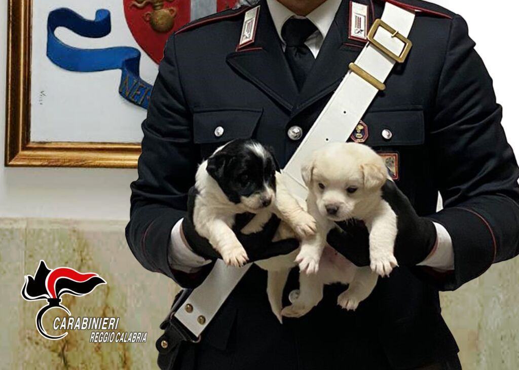 Cuccioli Abbandonati