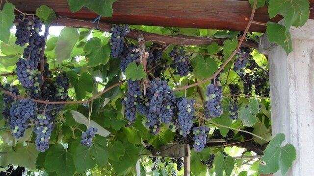 Uva Pergolato Vino