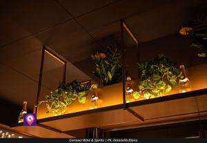 Cormaci Wine Spirits (144)