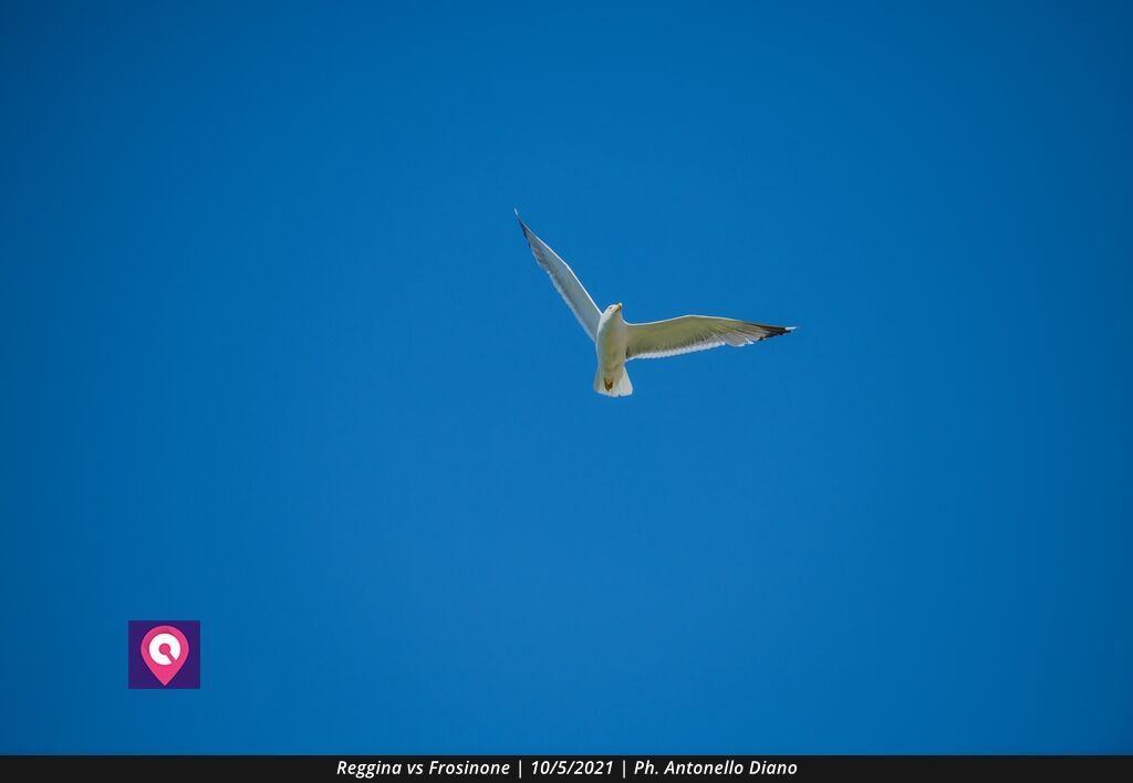 Reggina Frosinone (138)