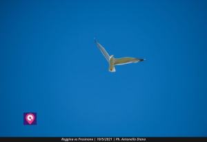 Reggina Frosinone (138)