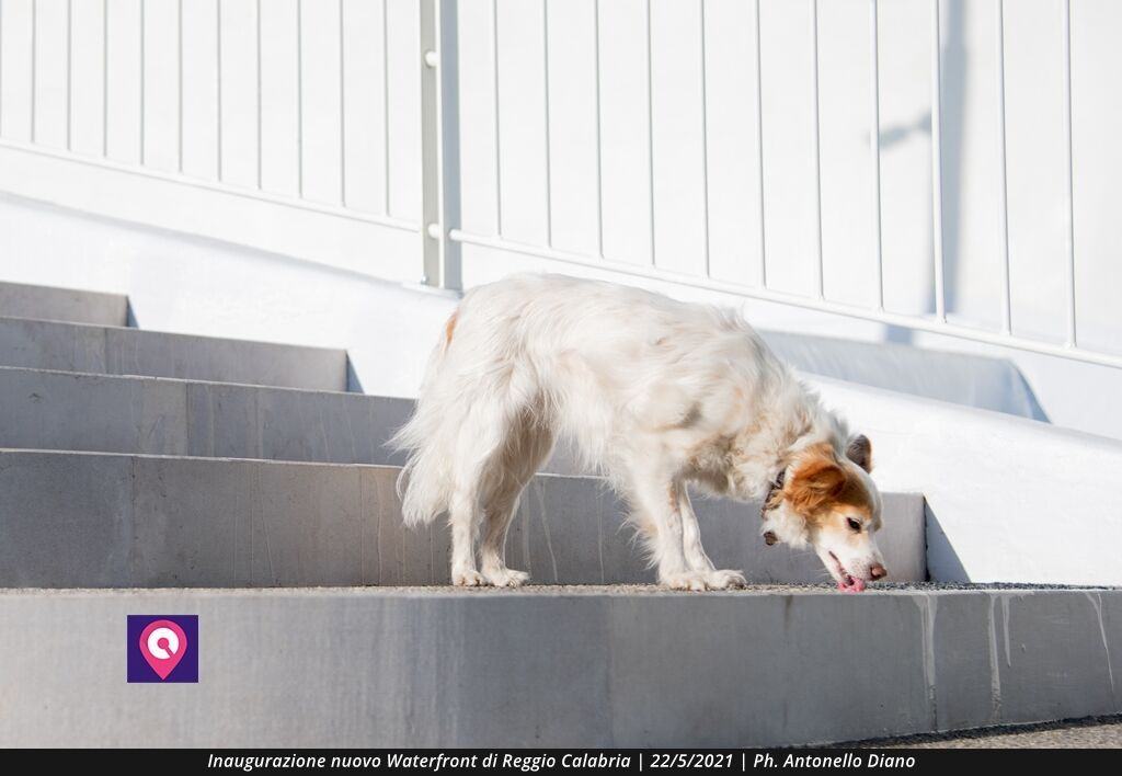 Cane Inaugurazione Waterfront Reggio Calabria