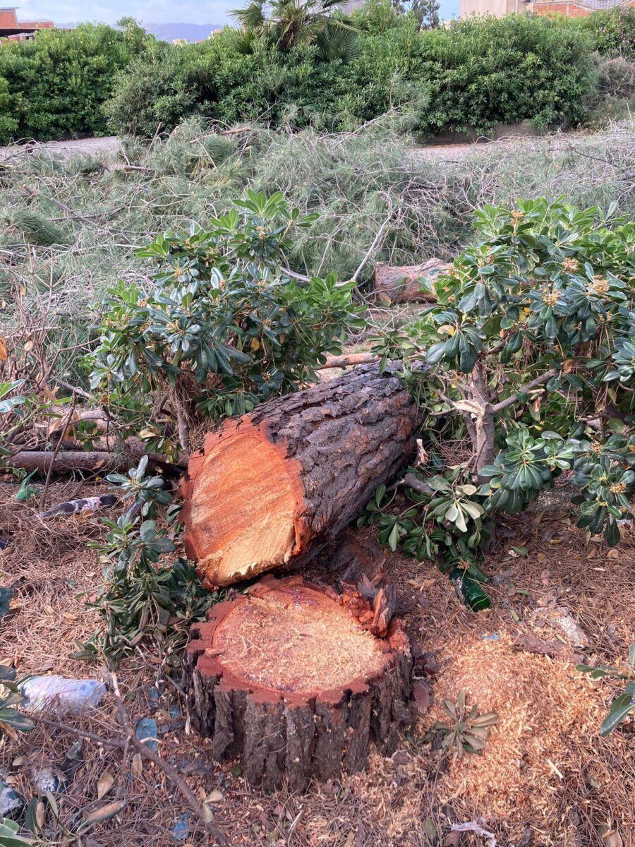 Pini Tagliati Condera Reggio Calabria 1