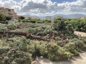 Pini Tagliati Condera Reggio Calabria 2