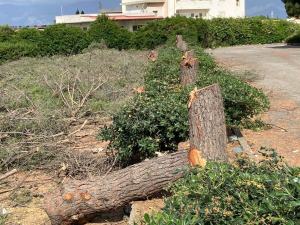 Pini Tagliati Condera Reggio Calabria