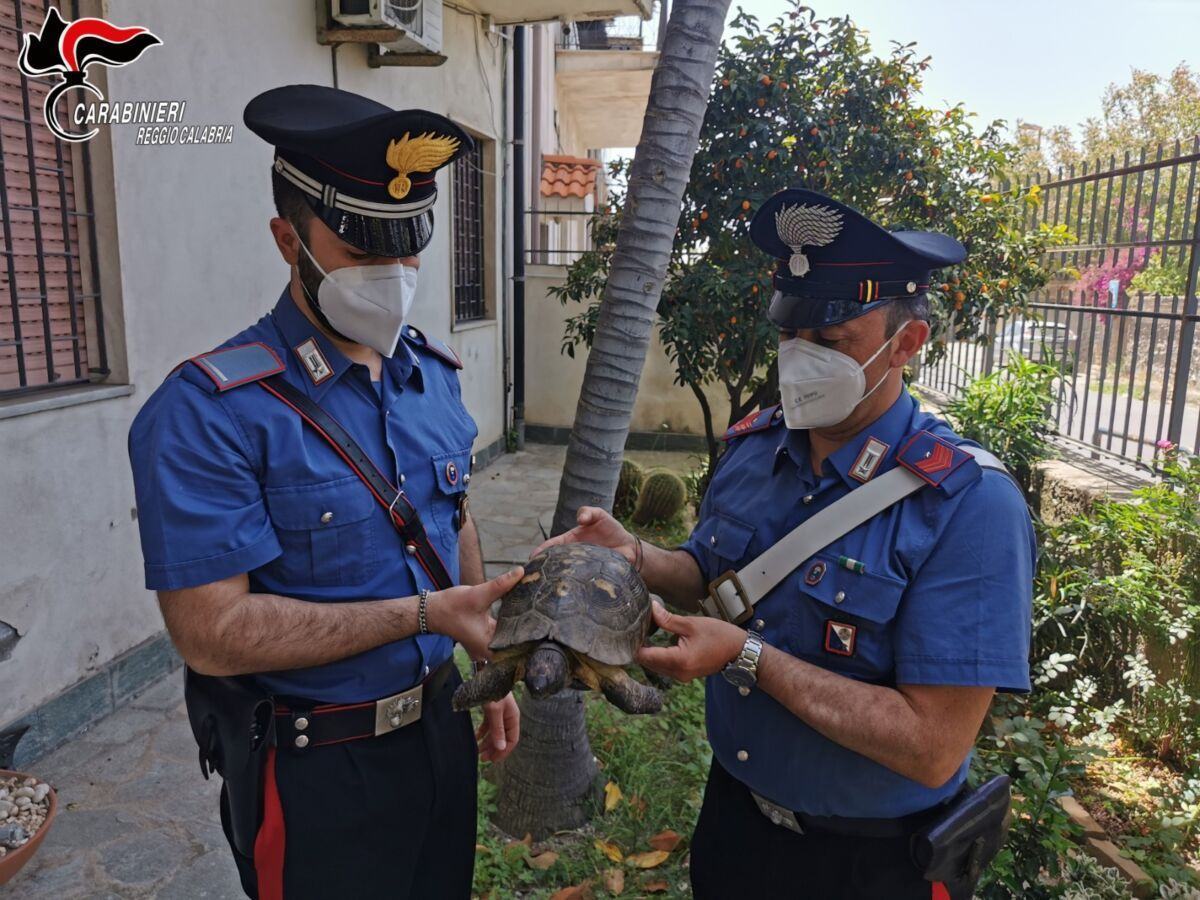 Tartaruga Centenaria Gallico Ritrovamento Carabinieri 1