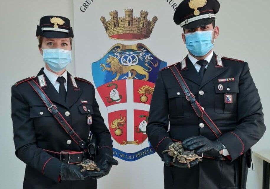 Tartarughe Testuggini Denuncia Gioia Tauro Carabinieri Forestali