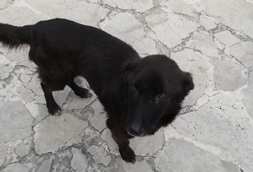 Nerone Di Angela