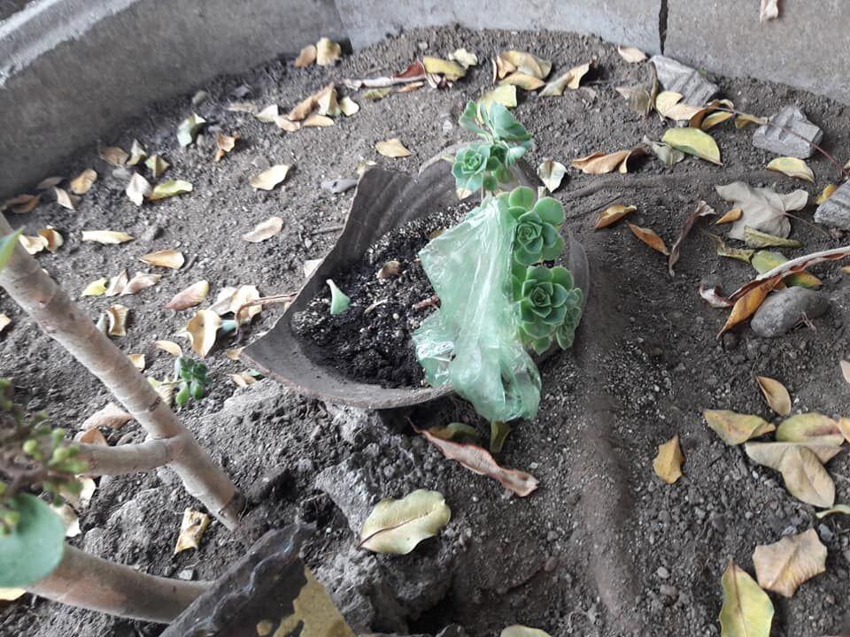 Piazza San Marco Reggio Calabria 3