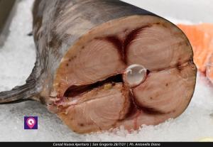 Conad San Gregorio (11)