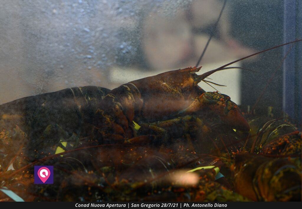 Conad San Gregorio (12)